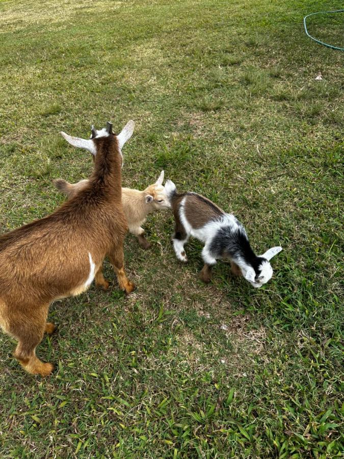 Arritola B And B Ranch ホームステッド エクステリア 写真